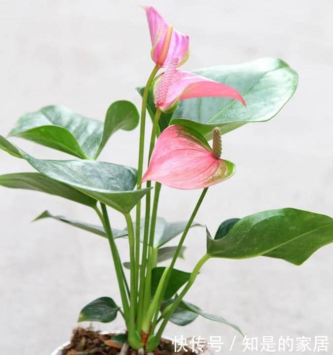 养花|12种净化空气非常棒的室内绿植,养花新手都养不死的植物