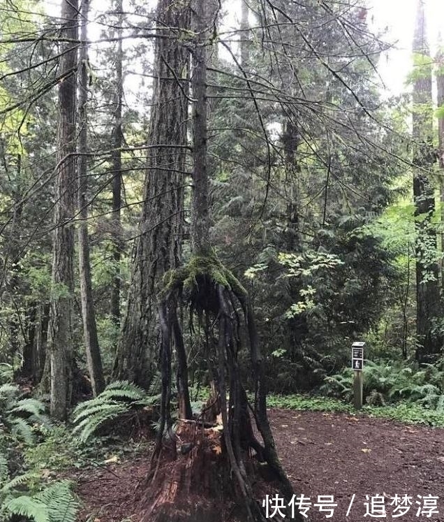 震撼!21棵不想“死”的树,这就是生命