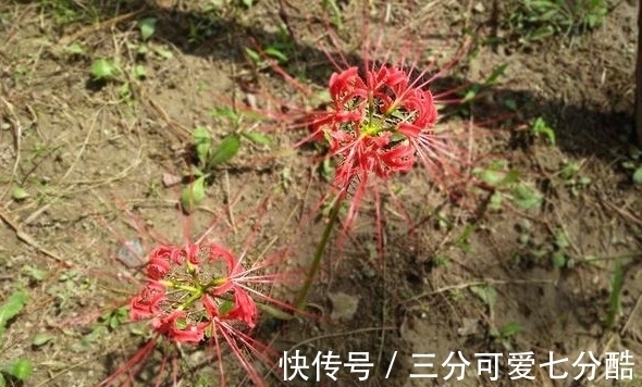 开花不见叶,花叶生生世世永不能相见的植物