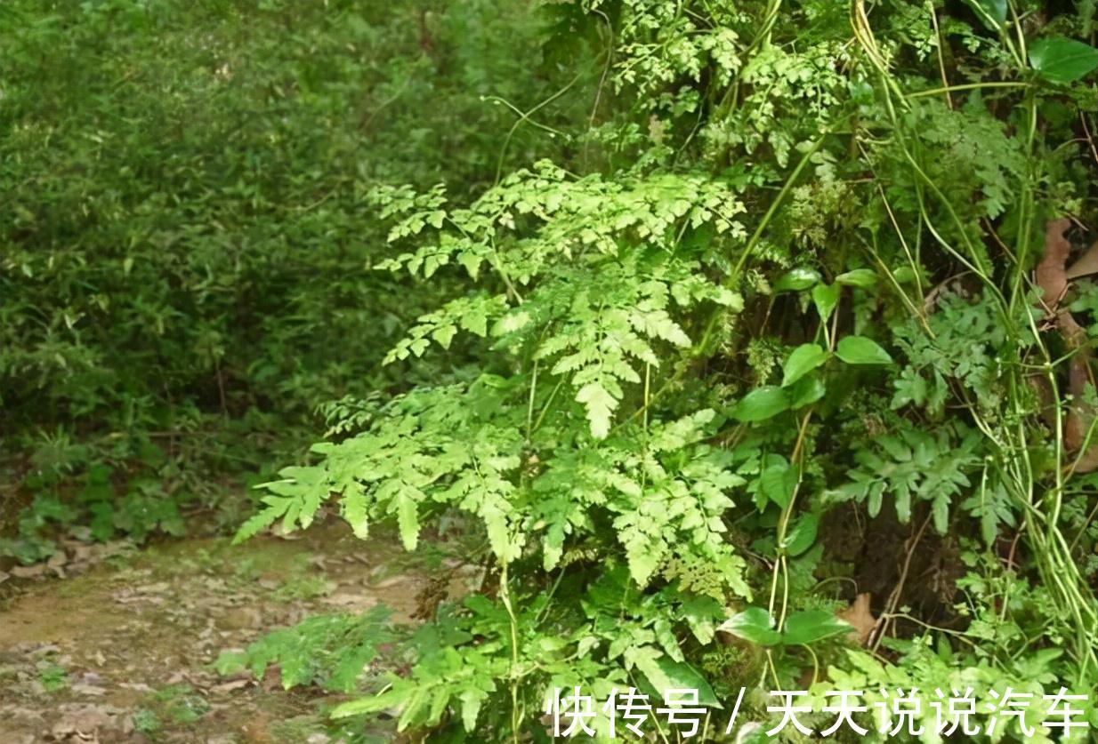 金粉草|山上杂草,看着不起眼,如今成为治疗金粉草,很珍贵