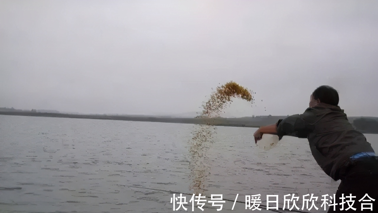 杂食性|想要配出的饵料诱鱼好,先要搞明白什么叫鱼的食性