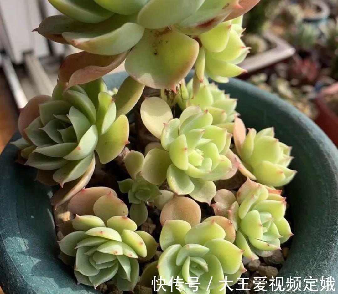 植株|多肉柠檬玫瑰太好养了吧，4个小技巧养出手捧花，颜值超级漂亮