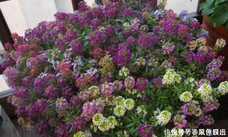 香雪球|4种“女神花”,名字好听花更美,开花“红又旺”,好运来!