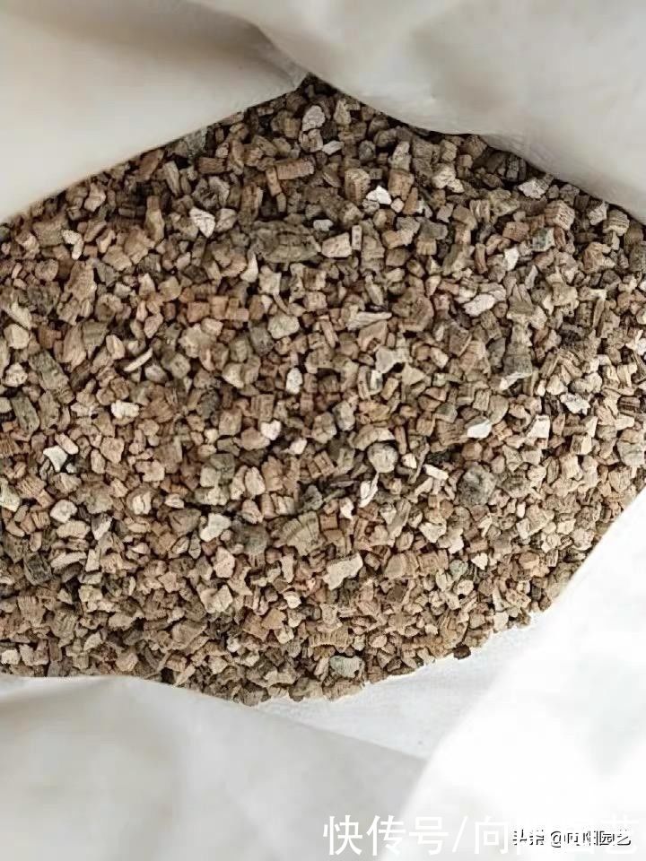 高锰酸钾|扦插讲究天时地利，扦插月季，绣球满足2点，成活率提高50%