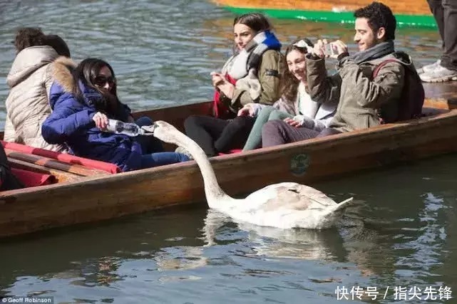 剑桥|剑桥“水怪”！揍人打狗未逢敌手？这么嚣张居然是女王给ta撑腰