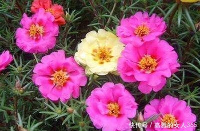 50种植物花语,不要再傻傻送错花了