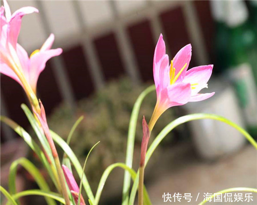 养花|兰花该如何安全度夏教你夏季养护兰花的3个小妙招,别说没提醒