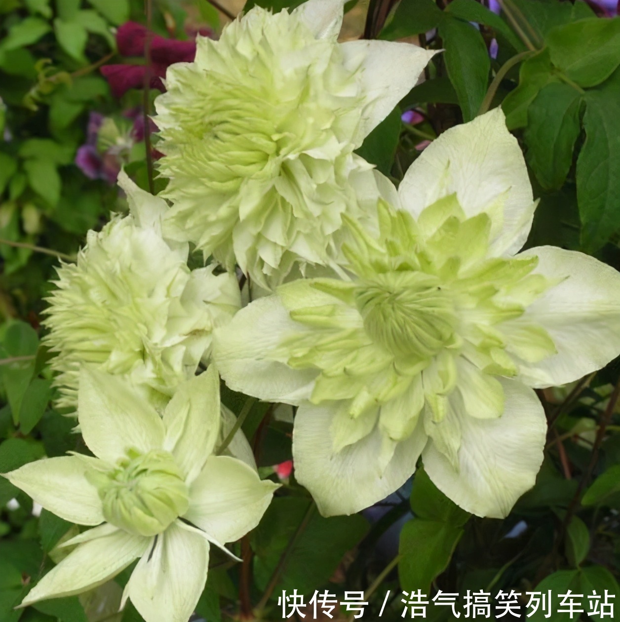 光照|想不想铁线莲春天开爆花?学会3点,轻轻松松开爆盆