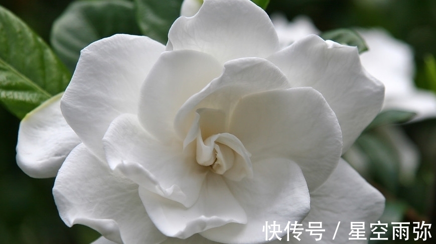 栀子花年年买,就是养不住,怎么回事