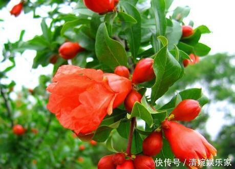 花骨朵|花朵大又红，寓意着子孙满堂，不抽烟、不喝酒也要养两盆