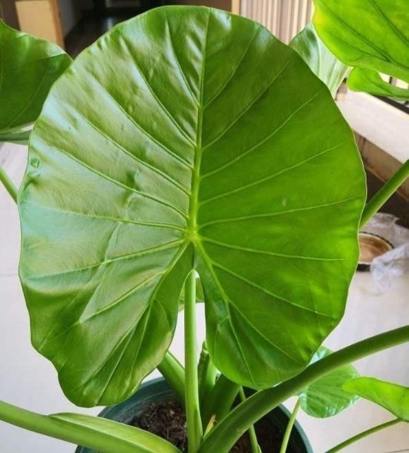 这种“养人”花，窗台客厅摆一盆，干干净净又杀菌