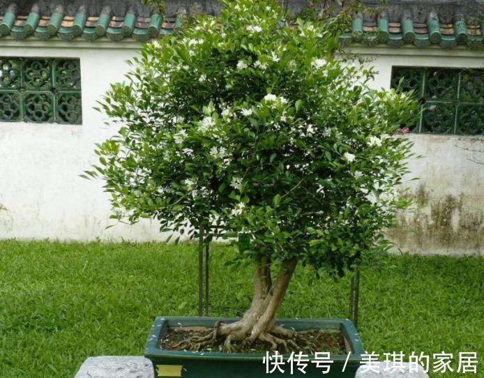 浇水|家里种上1种“香水花”,清香四溢空气更清新,一开就是小半年