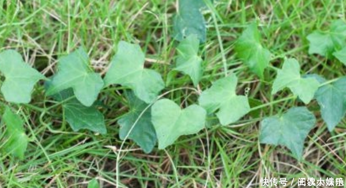 野果|农村一种常见的野果,市场上90元一斤,农村致富项目