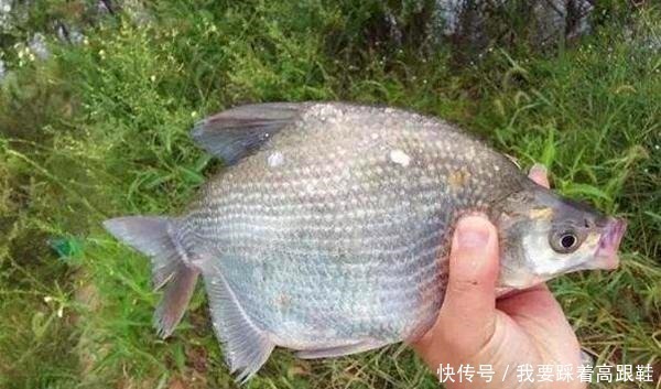 小鱼|钓鱼技巧野钓中鲜为人知的“绝招”,有的鱼就要用非常规钓法!