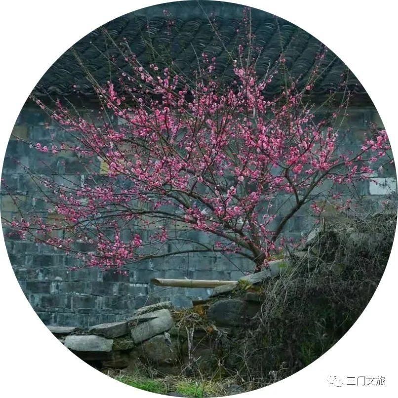 老年|怦然心动！来三门这座“中国画里的村庄”，查收春日小“梅”好！
