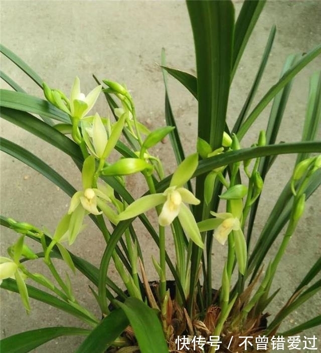 希望长期有花赏,就试试这款兰花,花期超长,香气醇厚还好养