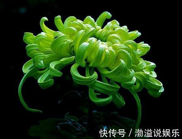 菊花宝|喜欢菊花,就养盆“珍稀名菊”绿云,似“彩云偏偏”,开花爆盆