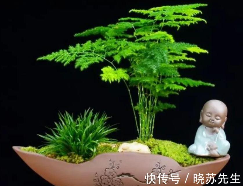 家里文竹这样养,叶片一年四季常绿,美观又大方