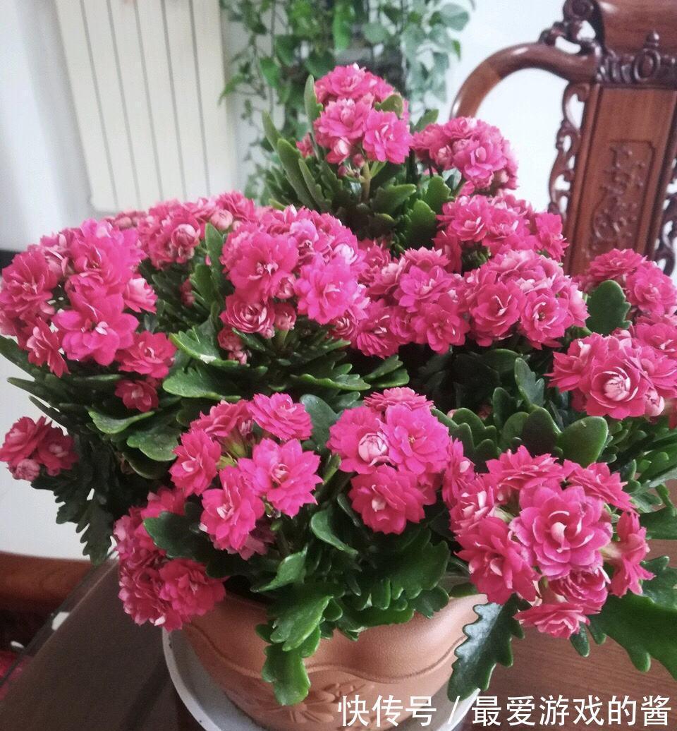 10大吉祥花,好养又高档,家里养一盆,有花有果招财又旺家