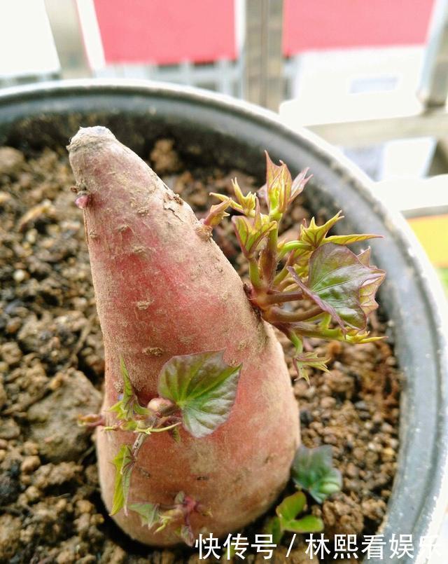 红薯|秋天剪下1根红薯藤,插盆土里,一个冬天吃不完,收获一茬又一茬
