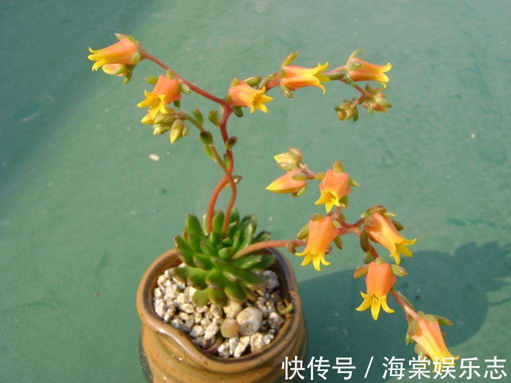 多肉开花可不是什么好事，趁还没开花，抓紧掐掉！