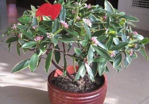 盆栽金边瑞香，怎么催花？如何把控好管理细节？答案就在这！