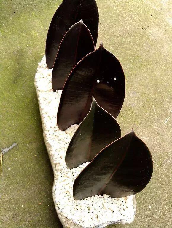 养8种花,别花“冤枉钱”,掐1片叶子“扔土里”,几天就生根