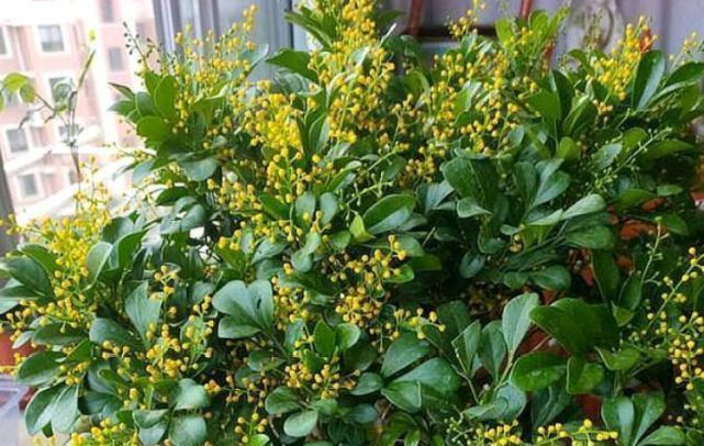 3种“花”快入盆，一插就活，7天生白根，开花不断，家里飘满香