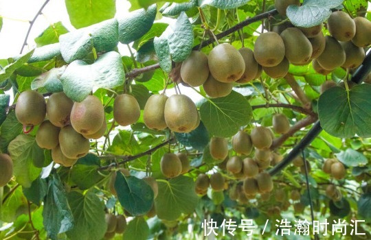 王嫂|75岁专家:2种水果吃一次半月难消化,家长少给孩子吃,影响长高