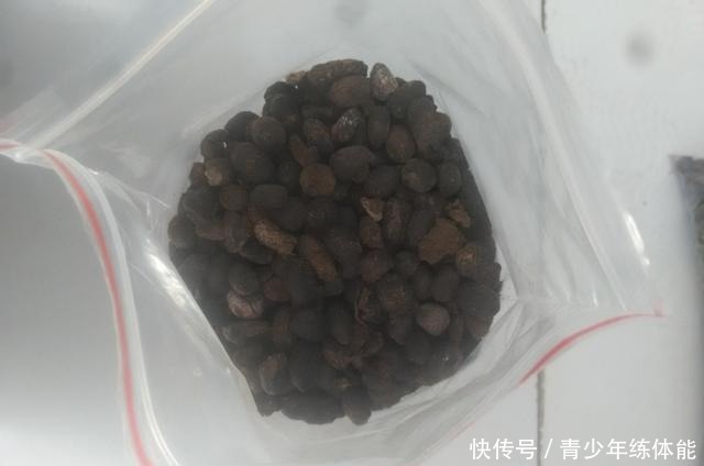 月季花苞越来越小趁着天热“剪几刀”，再次开花又大又密！