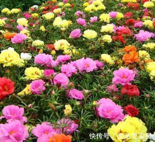 太阳花|4种漂亮花，一年四季花朵轮番开，天天都是花海，是阳台盆栽佳品