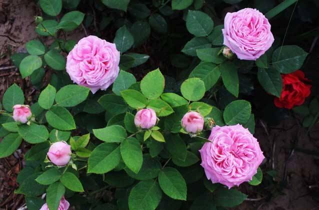 月季花怎么养开花多 掌握以下几个小技巧让月季花不断的开。