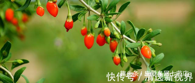 食用量|吃不同食用量枸杞，会得到不同的好处！那么明目、补肾改怎么吃呢