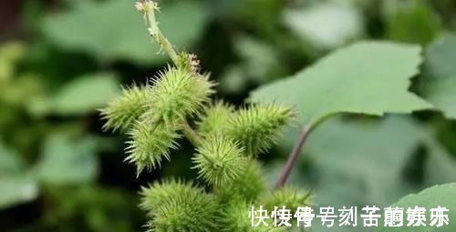 痔疮|痔疮最怕这几样食物,每天吃两口,消炎除痔,比“塞药”管用