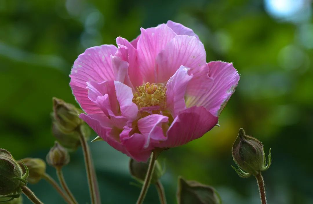 木芙蓉|满园芬芳！保康芙蓉，花色正艳