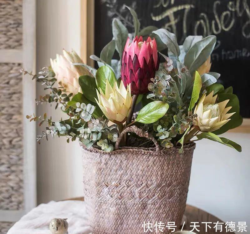 最气派的“霸王花”，家里养一盆，华丽又大气，富贵又吉祥