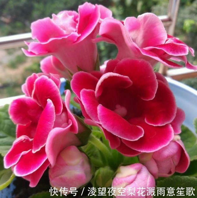 “此花”没有哪种花能与之“媲美”,堪比玫瑰和牡丹,娇艳绚丽!