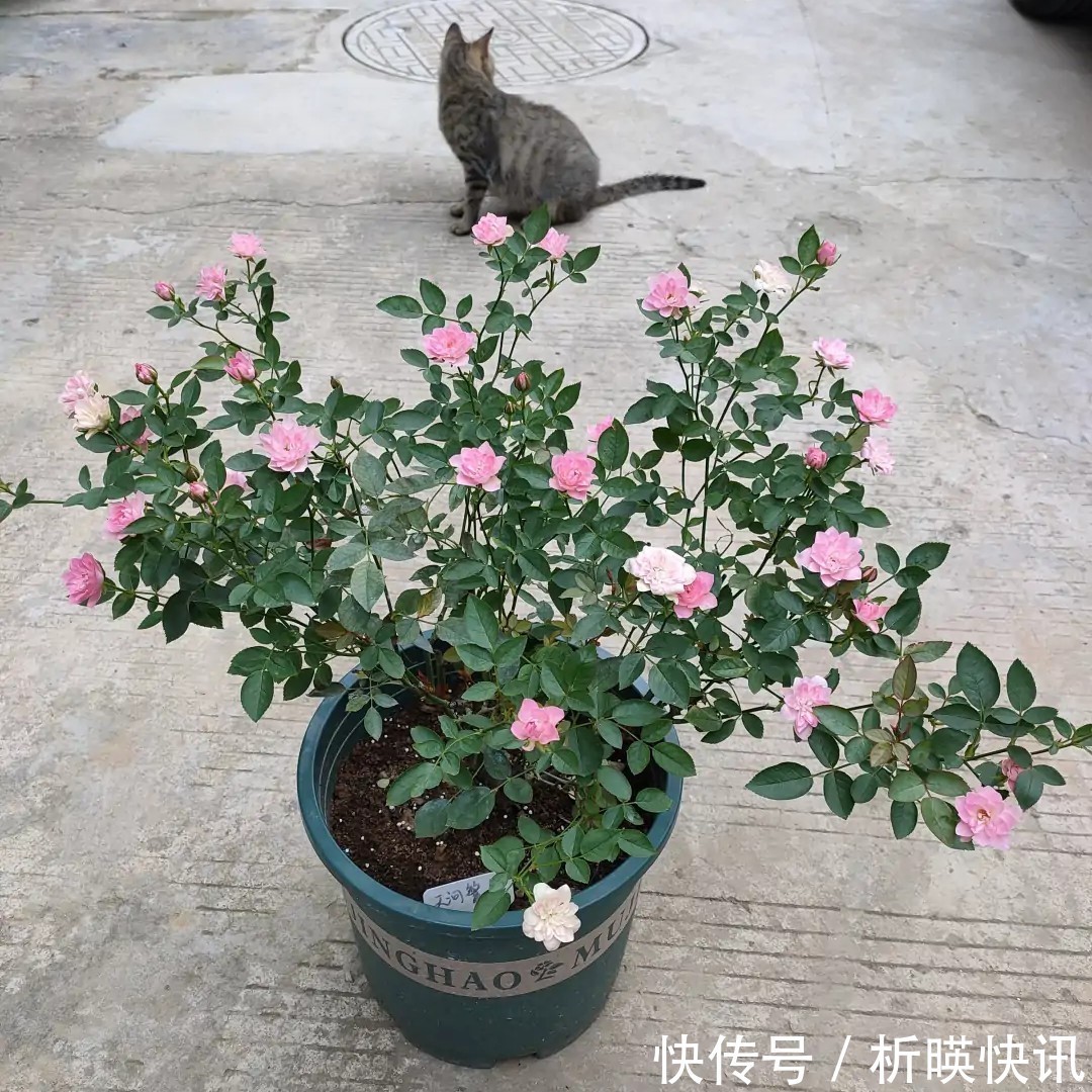 肥料|此花号称“开花机器”，居家盆栽牢记4点，开花繁殖能力特强