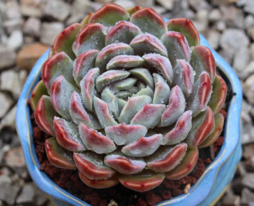 多肉水晶月影怎么养教你3个小妙招，养出饱满剔透的水晶月影