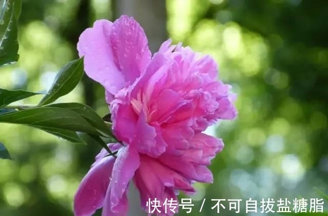 生肖|2月下旬月老送姻缘,真爱来敲门,邂逅心上人,情定终生的4生肖