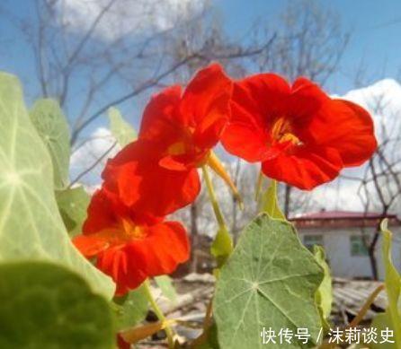 阳台|4种花堪称是开花机器,养在阳台极美了,轻松开成小花园