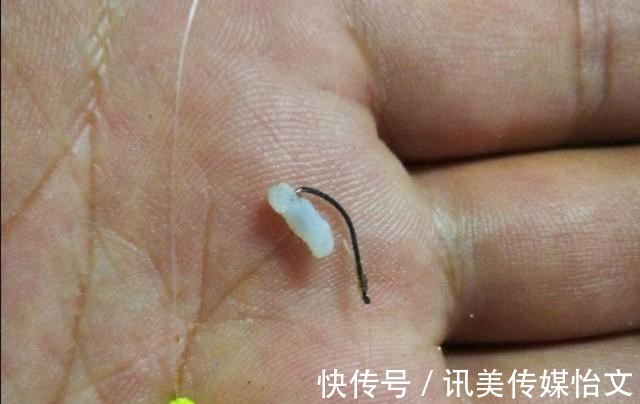 这东西|别看这东西便宜,却是鲫鱼最爱吃的饵料,它就在你身边