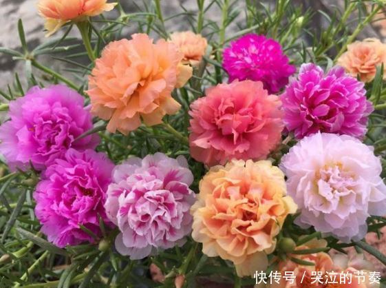 4种花比绿萝更好养，比玫瑰更漂亮，随便养都能活，家变花海