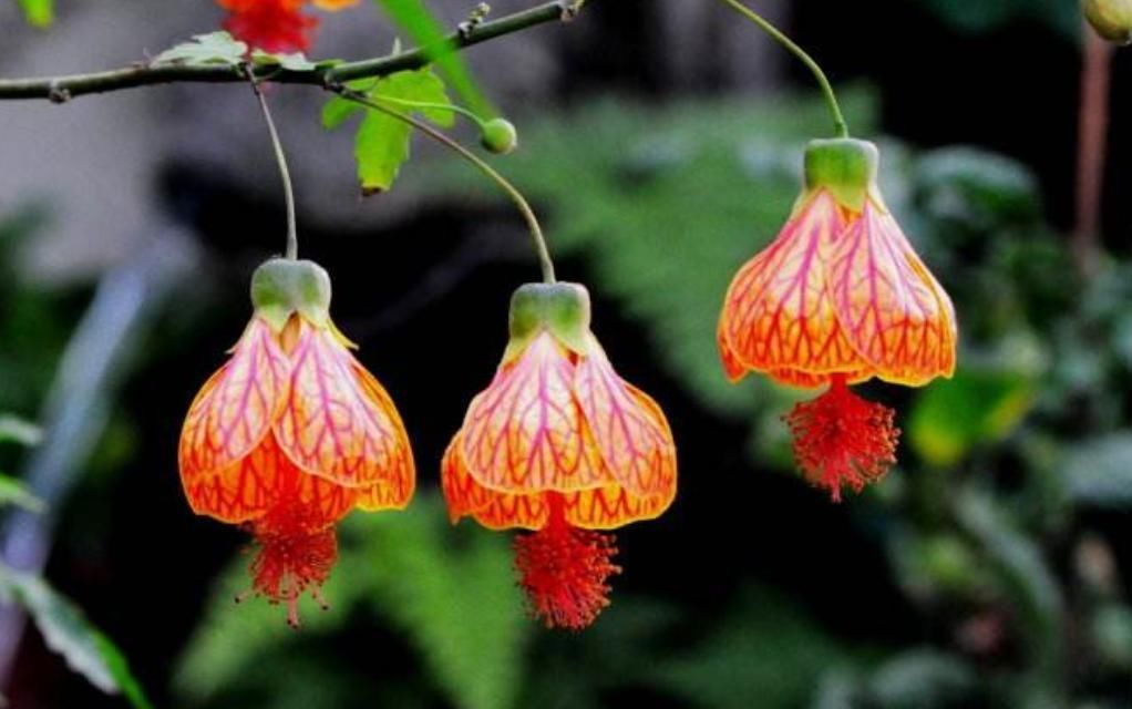 俗语“人怕腊月生,又怕腊月死”,为何这么说,有啥深层含义