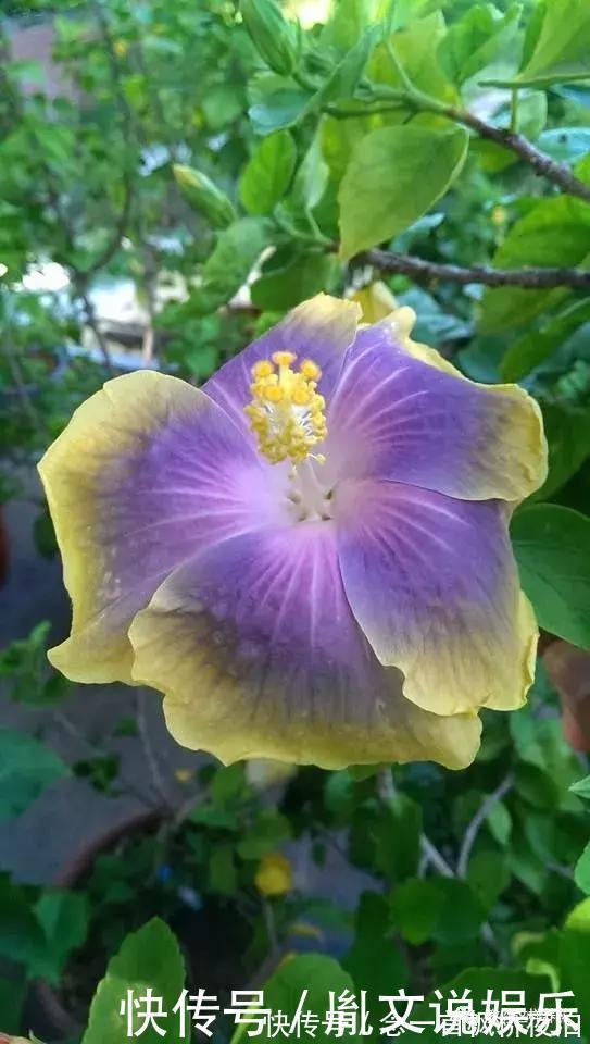 扶桑|1种花一开就是300多天,好养又漂亮,新手懒人都能养!
