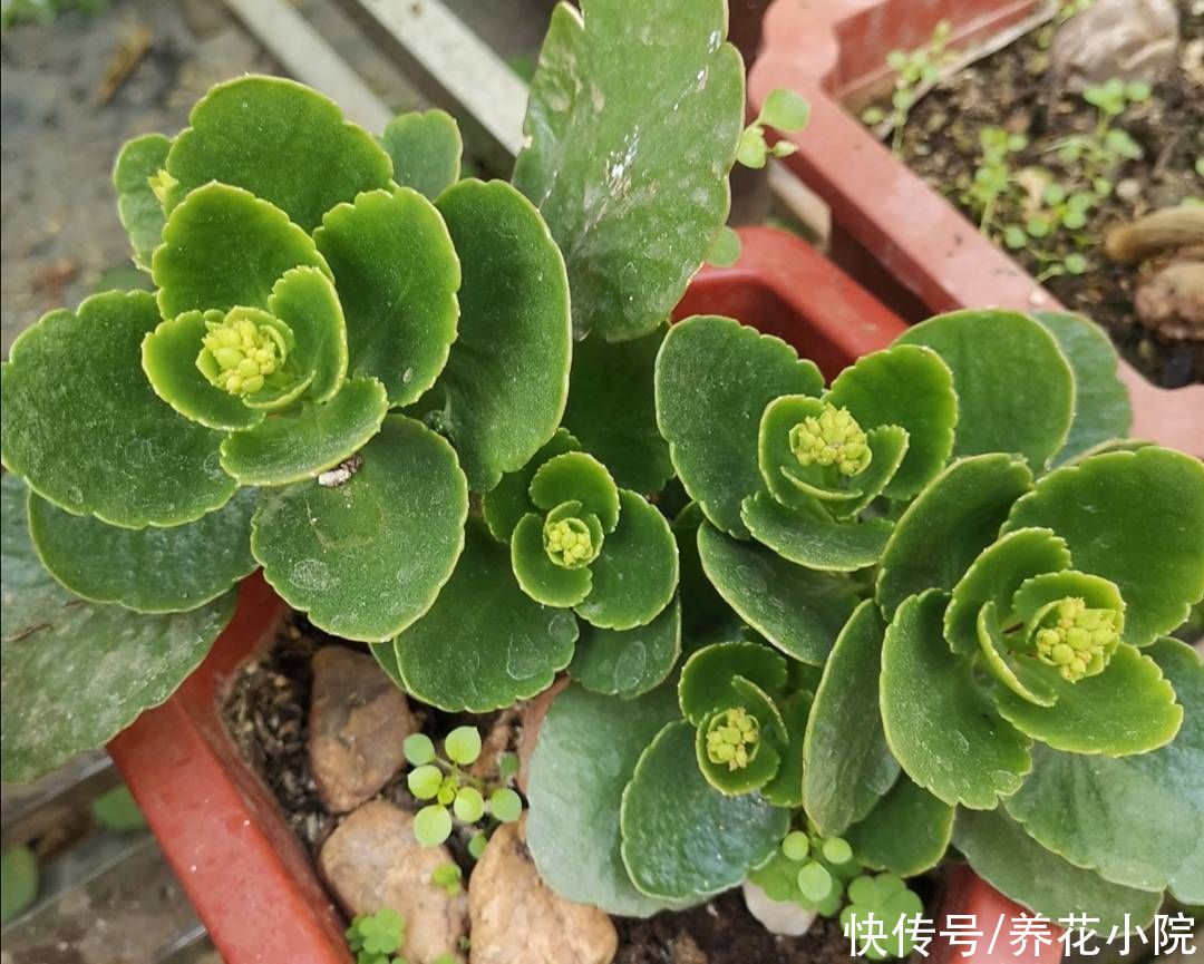 新枝|长寿花长得又瘦又小，秋天给它做好4件事，植株长势旺，孕蕾多