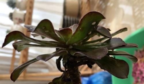 多肉黑法师能在卧室养吗？当然不行，它甚至都不适合放在室内养护