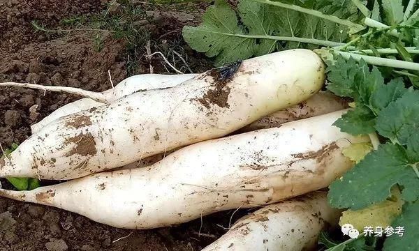 脾胃|这些进补食物一定要吃全了,为冬补做好充分准备