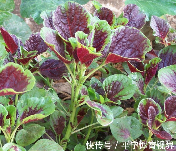 虫哥|苋菜清热排毒,减肥清身,掌握三个品种属性,种出绿色健康的苋菜