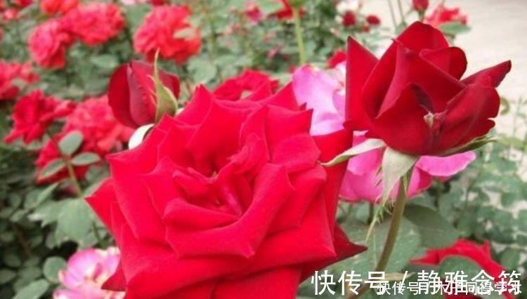 最香的4种花,家养一盆,满屋飘香,花开爆盆美如花